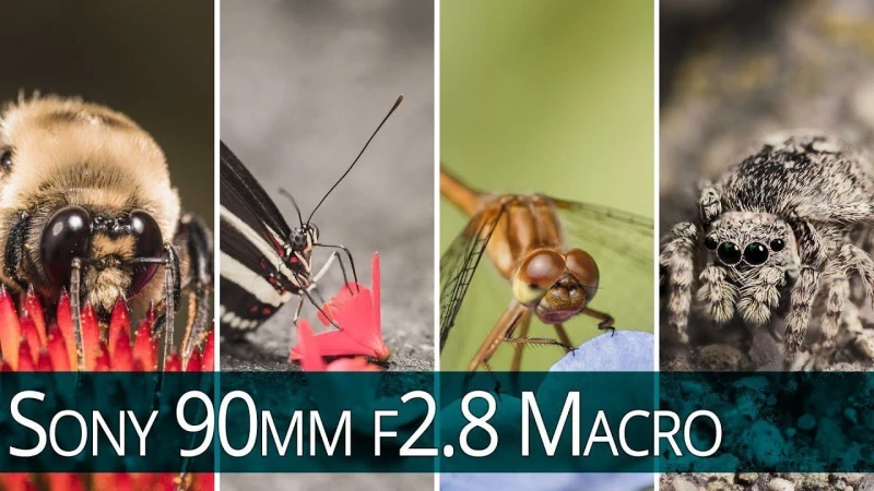 Sony G 90mm Macro f2.8 - Long Term Lens Review