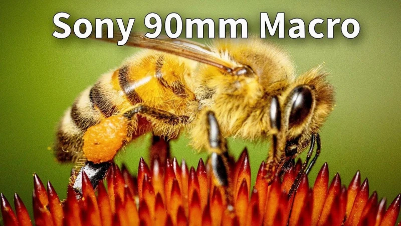 Sony 90mm F2.8 OSS Macro Lens - Best in Class