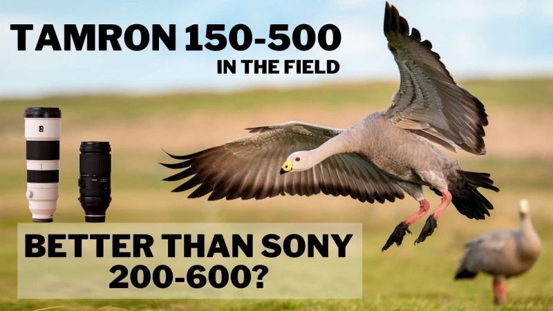 Tamron 150-500 Is it BETTER than SONY 200-600? In the Field Review